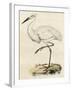 Antique Heron III-null-Framed Art Print