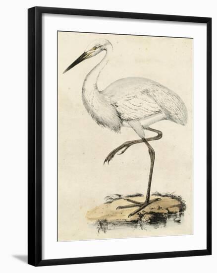 Antique Heron III-null-Framed Art Print