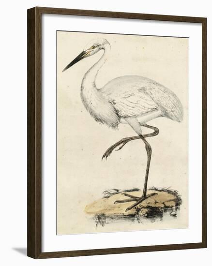 Antique Heron III-null-Framed Art Print