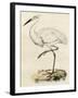 Antique Heron III-null-Framed Art Print