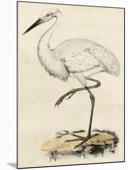 Antique Heron III-null-Mounted Art Print