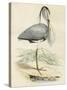 Antique Heron IV-null-Stretched Canvas