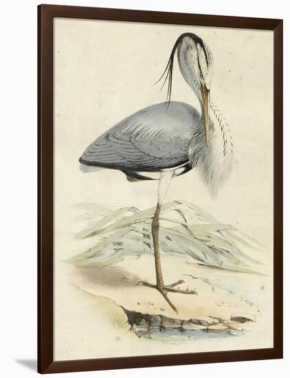 Antique Heron IV-null-Framed Art Print