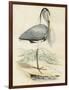 Antique Heron IV-null-Framed Art Print