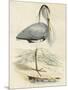 Antique Heron IV-null-Mounted Art Print