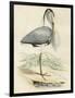 Antique Heron IV-null-Framed Art Print