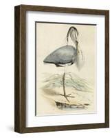 Antique Heron IV-null-Framed Art Print