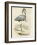 Antique Heron IV-null-Framed Art Print