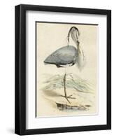 Antique Heron IV-null-Framed Art Print