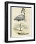 Antique Heron IV-null-Framed Art Print