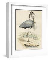 Antique Heron IV-null-Framed Art Print