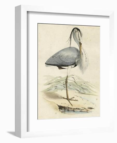 Antique Heron IV-null-Framed Art Print