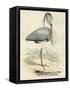 Antique Heron IV-null-Framed Stretched Canvas