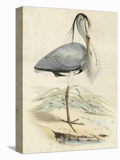Antique Heron IV-null-Stretched Canvas