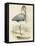 Antique Heron IV-null-Framed Stretched Canvas