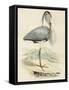 Antique Heron IV-null-Framed Stretched Canvas