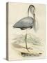 Antique Heron IV-null-Stretched Canvas