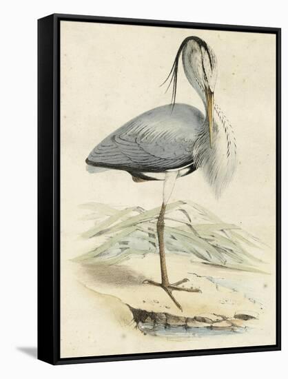 Antique Heron IV-null-Framed Stretched Canvas