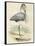 Antique Heron IV-null-Framed Stretched Canvas