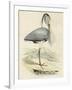 Antique Heron IV-null-Framed Art Print