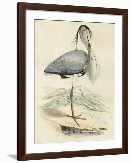 Antique Heron IV-null-Framed Art Print