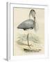 Antique Heron IV-null-Framed Art Print