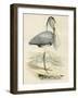 Antique Heron IV-null-Framed Art Print