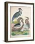 Antique Heron & Waterbirds I-Unknown-Framed Art Print