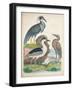 Antique Heron & Waterbirds I-Unknown-Framed Art Print