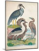 Antique Heron & Waterbirds I-Unknown-Mounted Art Print