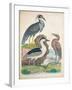 Antique Heron & Waterbirds I-Unknown-Framed Art Print