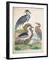 Antique Heron & Waterbirds I-Unknown-Framed Art Print