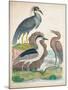 Antique Heron & Waterbirds I-Unknown-Mounted Art Print