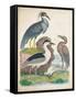 Antique Heron & Waterbirds I-Unknown-Framed Stretched Canvas