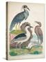 Antique Heron & Waterbirds I-Unknown-Stretched Canvas