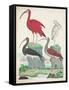 Antique Heron & Waterbirds II-Unknown-Framed Stretched Canvas