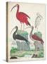 Antique Heron & Waterbirds II-Unknown-Stretched Canvas