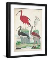 Antique Heron & Waterbirds II-Unknown-Framed Art Print