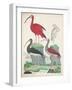 Antique Heron & Waterbirds II-Unknown-Framed Art Print