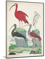 Antique Heron & Waterbirds II-Unknown-Mounted Art Print