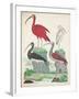 Antique Heron & Waterbirds II-Unknown-Framed Art Print