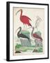 Antique Heron & Waterbirds II-Unknown-Framed Art Print