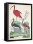 Antique Heron & Waterbirds II-Unknown-Framed Stretched Canvas