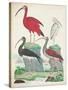 Antique Heron & Waterbirds II-Unknown-Stretched Canvas