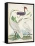 Antique Heron & Waterbirds III-Unknown-Framed Stretched Canvas