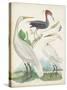 Antique Heron & Waterbirds III-Unknown-Stretched Canvas
