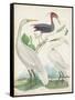 Antique Heron & Waterbirds III-Unknown-Framed Stretched Canvas