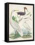 Antique Heron & Waterbirds III-Unknown-Framed Stretched Canvas