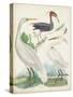 Antique Heron & Waterbirds III-Unknown-Stretched Canvas