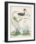 Antique Heron & Waterbirds III-Unknown-Framed Art Print